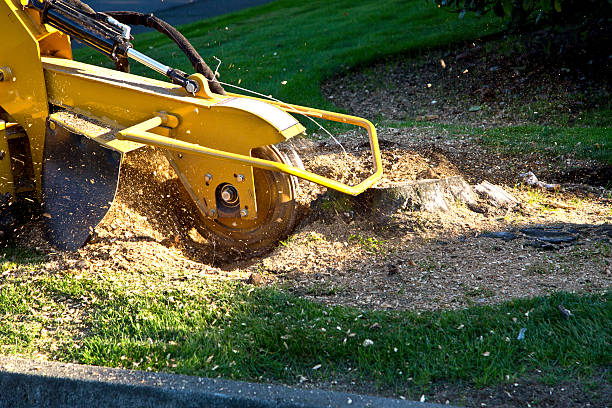 Best Hedge Trimming  in USA